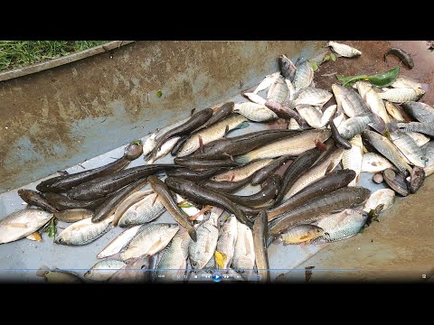 Video 20 FET |NƯỚC NGỌT |Kích Cá | Xiệt CÁ | Tét Thực Tế... - youtube