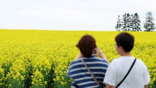 菜の花の海