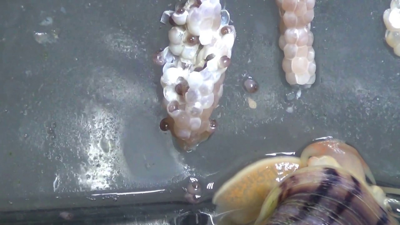 Mother Snail Checking on Baby Snails YouTube
