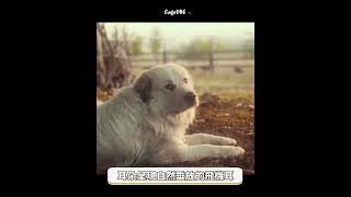 關於飛機耳 | 不會飛的那種 by CafeDOG寵物沙龍 583 views 8 months ago 1 minute, 30 seconds