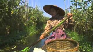 Les jardiniers du lac Inlé - Faut Pas Rêver au Myanmar/Birmanie (extrait) Les jardiniers du lac Inlé - Faut Pas Rêver au Myanmar/Birmanie (extrait)