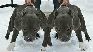 Top 10 Perros Guardianes Que No Querrás Meterte Con Ellos  FULL TOPS