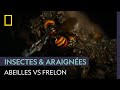 Ce frelon n'aurait pas dû se frotter à ces abeilles