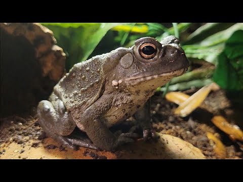 Sonoran Desert Toad Care