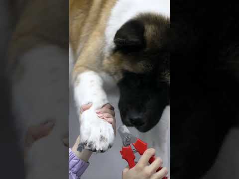 Video: Akita Dog Name Ideje