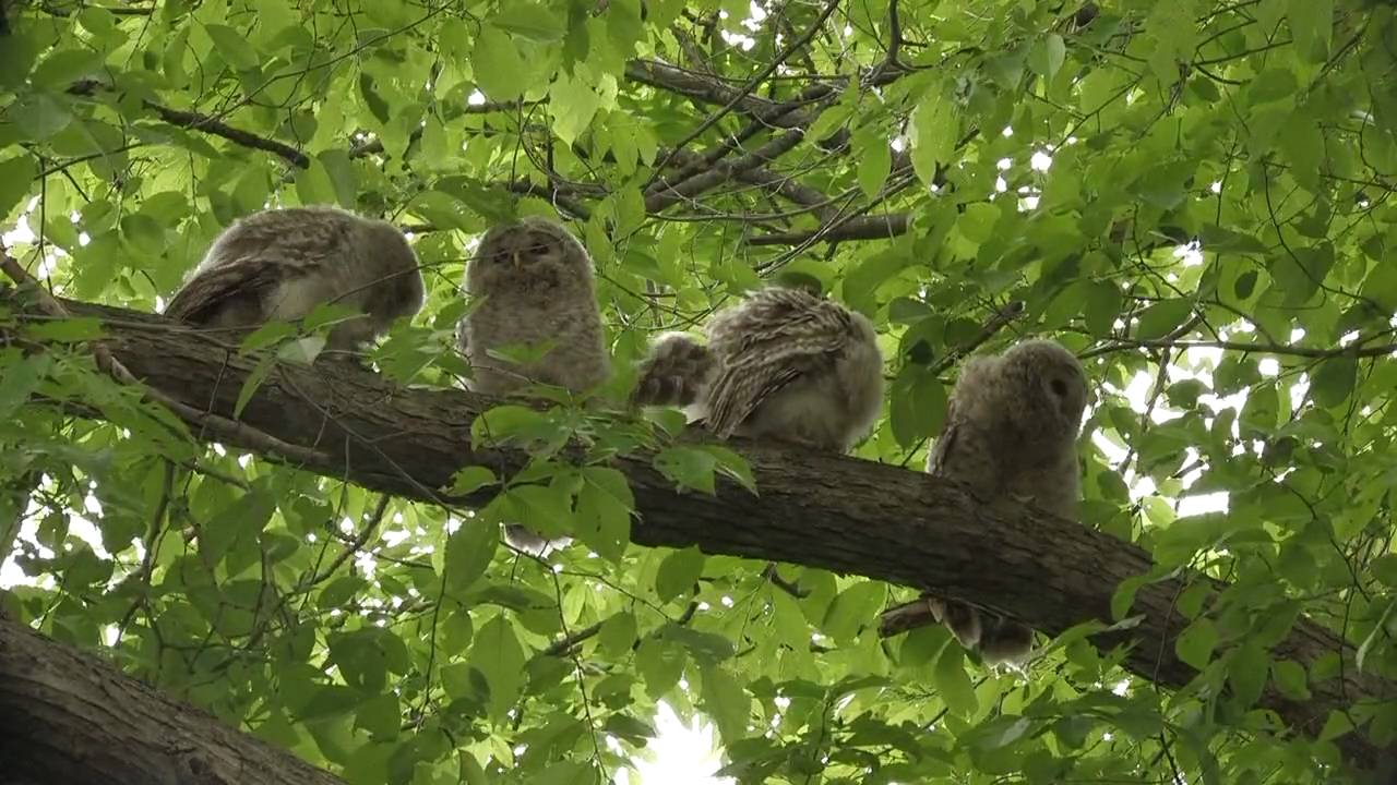 エゾフクロウ 4羽並び Ezofukurou - YouTube