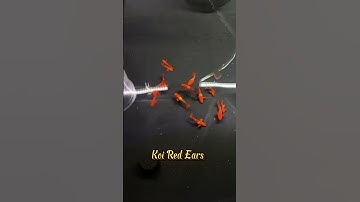 Các dòng cá tại shop Anh Nuôi Cá. #guppy #cabaymau #ca7mau #anhnuoica #cacanh