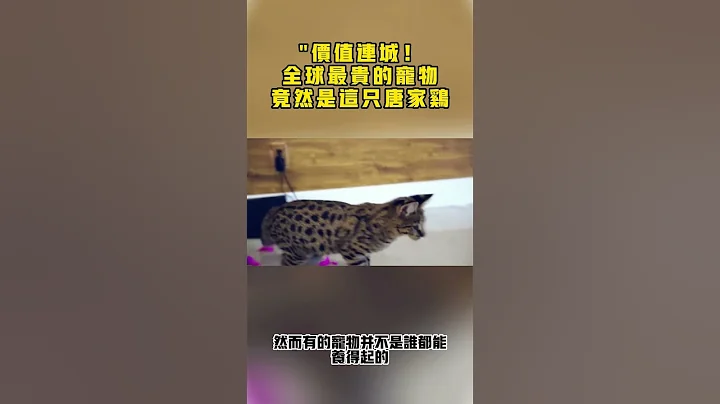 “價值連城！全球最貴的寵物竟然是這隻唐家雞#地大物博#知識#排名#全球#感觀世界#冷知識#國家#世界排名#世界之最#top##富有#錢#危險#極限#驚恐#美味#好吃#流連忘返#安利 - 天天要聞
