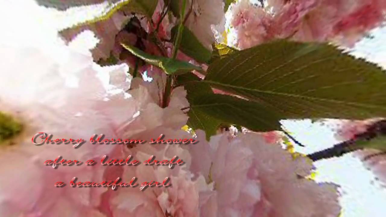 Haiku in Motion Cherry Blossom Shower YouTube