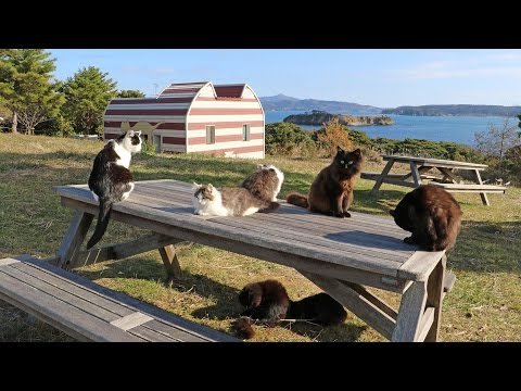 A Cat Lover&#039;s Paradise - Japan&#039;s Cat Island