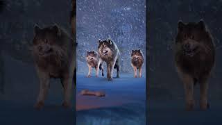 😡Humans Abuse Dog, Wolves Save Dog😢#straydogs #dog #wolf #animalrescue