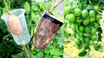 Effective of potato on lemon tree propagation - An excellent method