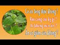 Rau càng cua kỵ gì - Ai không nên ăn rau càng cua - ăn rau càng cua có giảm cân không ?