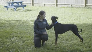 How To Approach a Dog | The Battersea Way