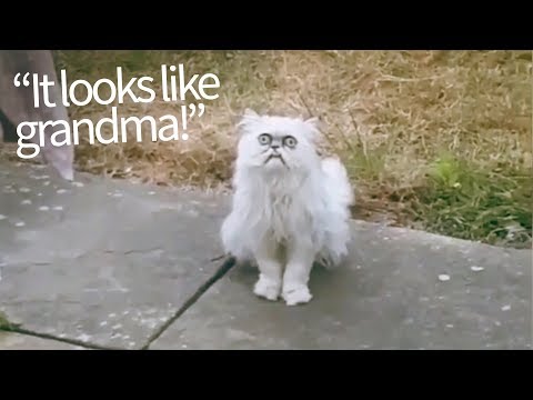 Wideo: Czy przerażający kot kwitnie?