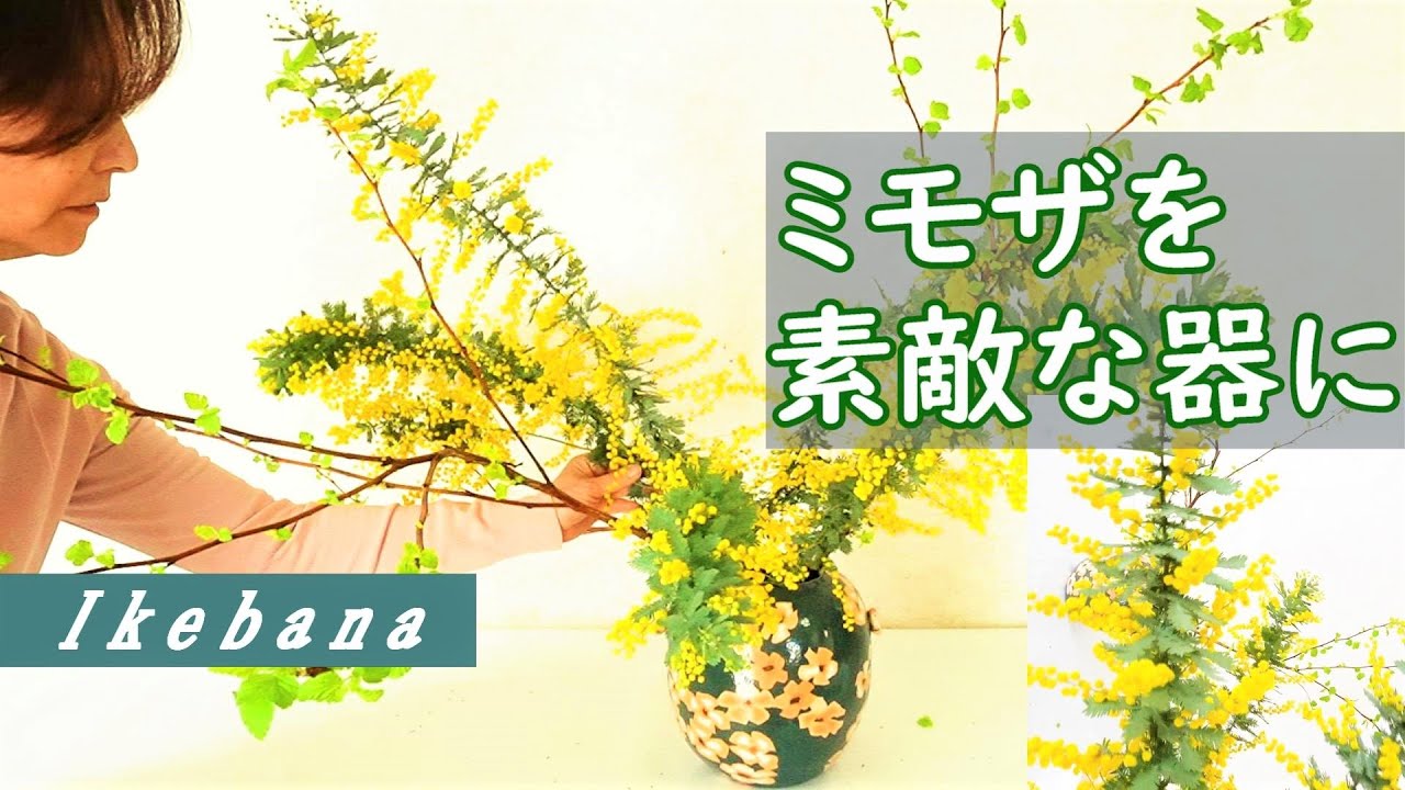 生け花】【ミモザ】_花柄の練込み陶器にいける_(English sub)_Sogetsu