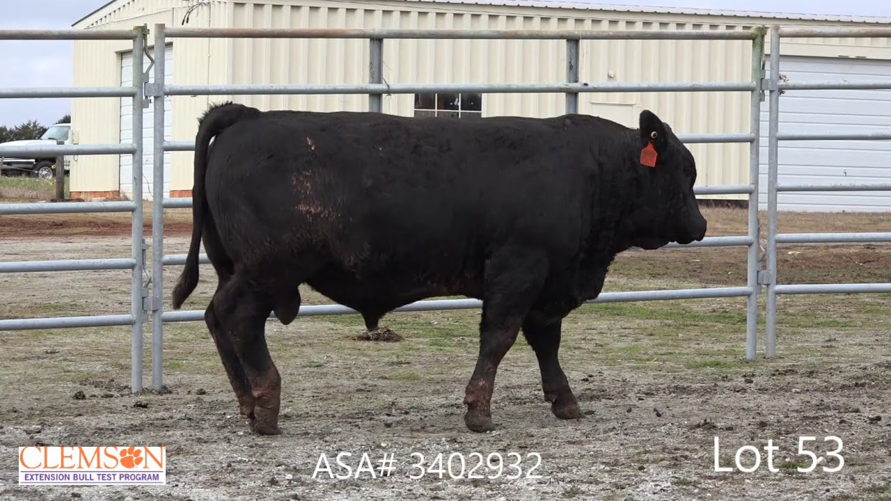 angus tasty Clemson Extension Bull Test Lot 53