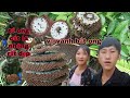 đi tìm ong cắt lá tổ ong cắt lá nhộng rất đẹp.go catch bees.laumivanh