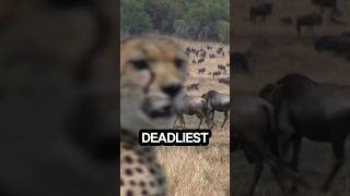 You Wont Believe 1 On This Predator List  shorts wildlife