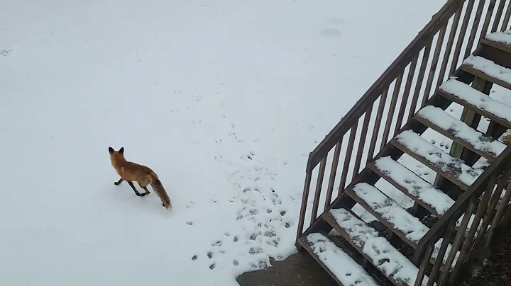Fox and kitty