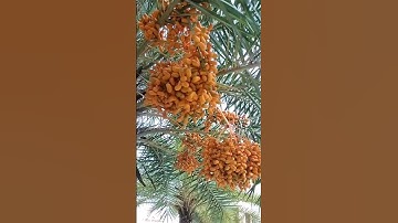 Date Tree /A bunch of dates #dates #shortvideo