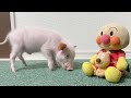 ミニブタが初めてアンパンマンと対面したらこうなったw【6日目】