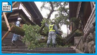 大けがをしたのは三重高校の男性教員（62） 京都で桜の木倒れる 教員は遠足で生徒の引率 生徒にけがなく無事帰る