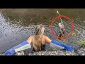 Rescuing a Federally Protected Bird with a Broken Wing!