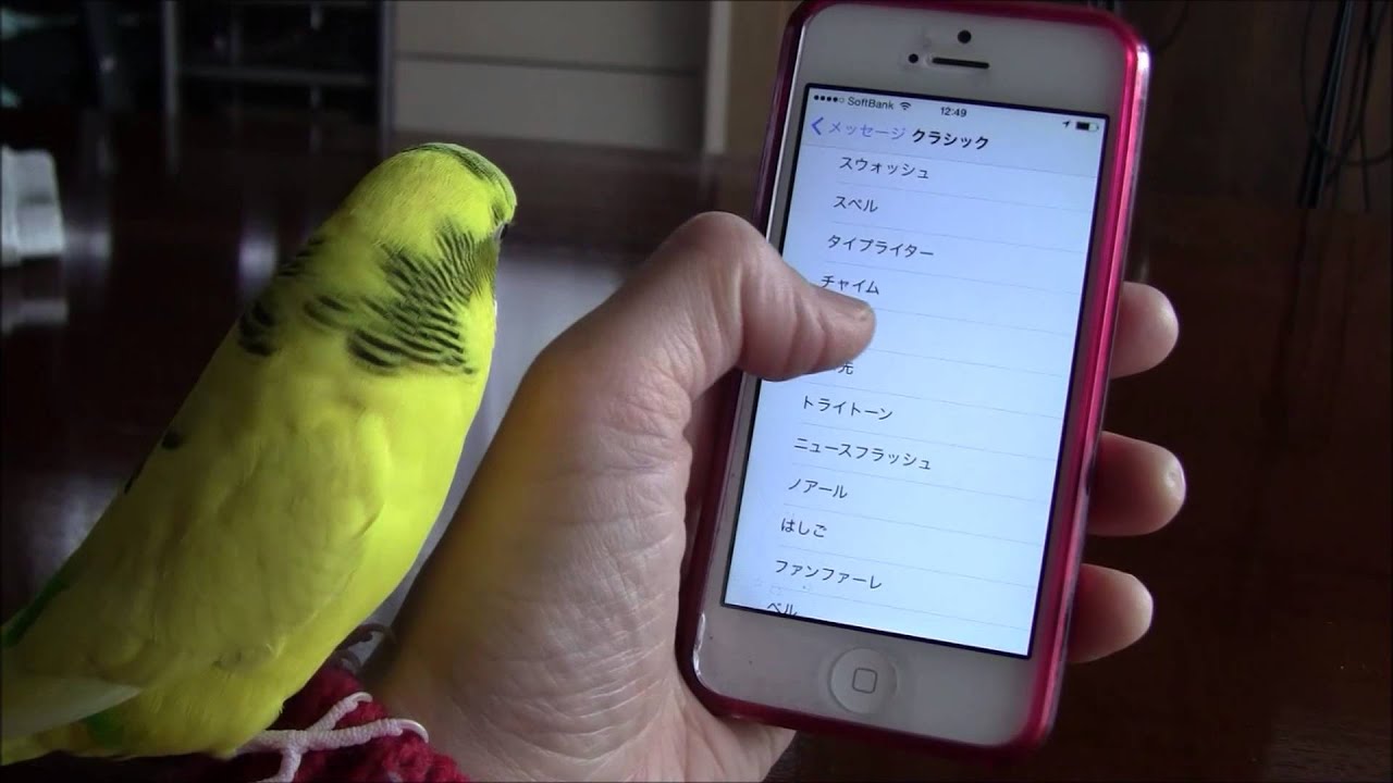 動画 Iphoneのマネをするインコたち Blog Nobon