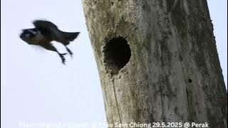 Black-thighed Falconet & Javan Myna @ Chiu S C DSCN6844