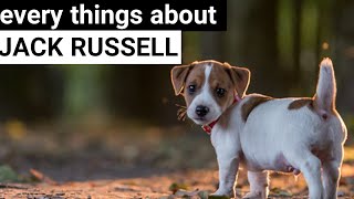 Jack Russell Terrier  : Everything You Need To Know by Animal Explorer 66 views 1 year ago 5 minutes, 48 seconds
