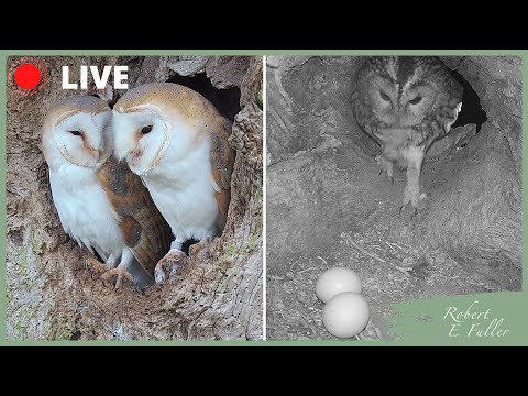 Barn Owls, Tawny Owls and Other British Wildlife | Yorkshire, UK