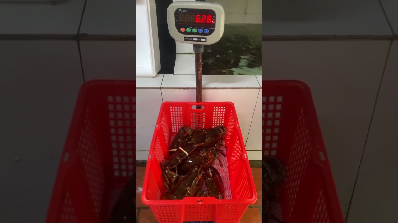 Tôm hùm alaska ngập bể, kính mời quý khách yêu qua em nha giá khuyến mại chỉ còn 990k/1kg size siêu