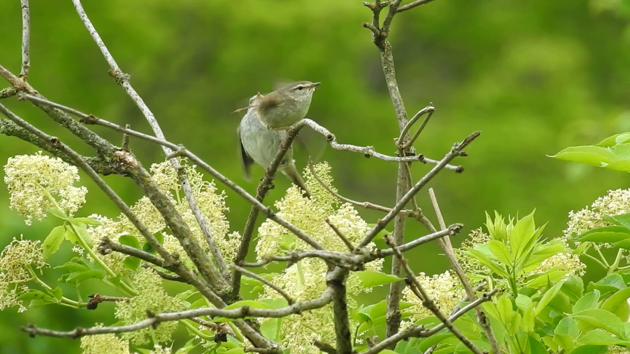 Japanese Bush Warbler 