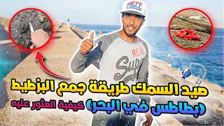 صيد السمك طريقة جمع البزطيط (بطاطس في البحر) كيفية العثور عليه✅ في الدار البيضاء مع رياس مشاكدرين??