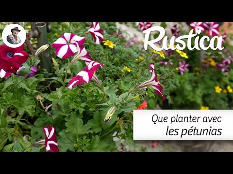 Vidéo: Quoi planter avec des pétunias ? En savoir plus sur la plantation de compagnons avec des pétunias