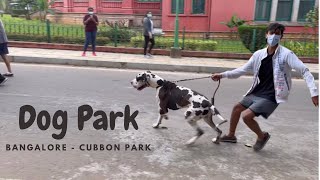 Dog Park Bangalore | The Weekend Dog Park | Cubbon park Bangalore | Karnataka