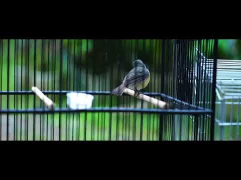 Tledekan Gunung Betina Youtube