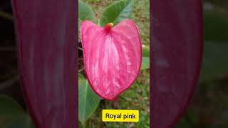 Download Lagu බැංකොක් ඇන්තූරියම් කුඩා පැල වර්ග 35ක් විකිණීමට  #anthuriumplant  #anthuriumcare #anthurium MP3