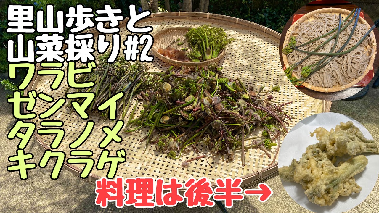 里山歩きと山菜採り Youtube
