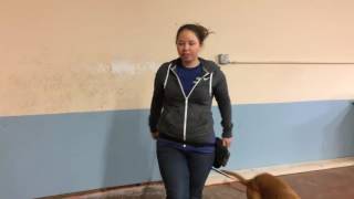 Training | Scent work for behavior modification | Solid K9 Training Dog Training