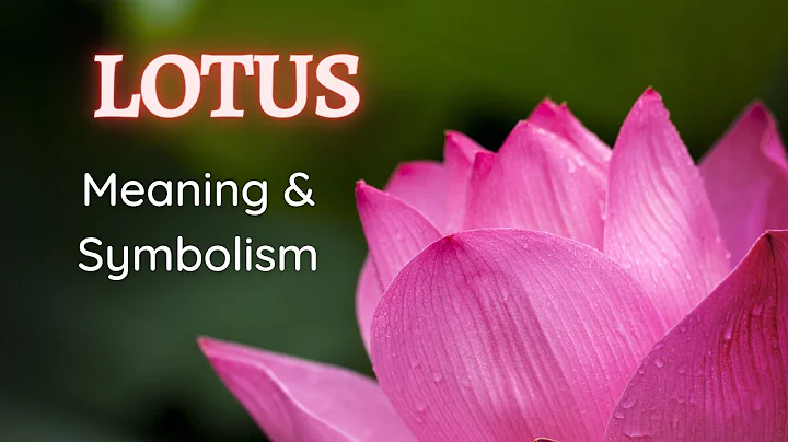Lotus Flower Meaning and Symbolism - DayDayNews