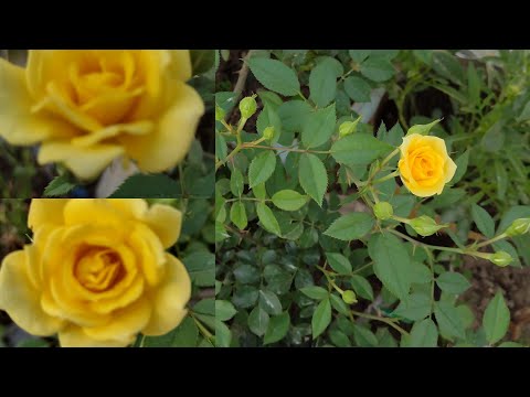 वीडियो: पीला गुलाब: एक सुंदर फूल का अर्थ