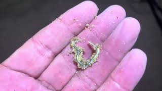 Beech metal detecting big cut found jewelry