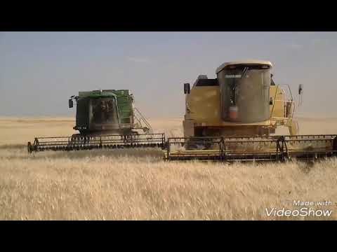 حصاد ٢٠١٤ سهل نينوى الخفاجي