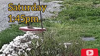 Caught A Bird Bathing In Our Front Yard