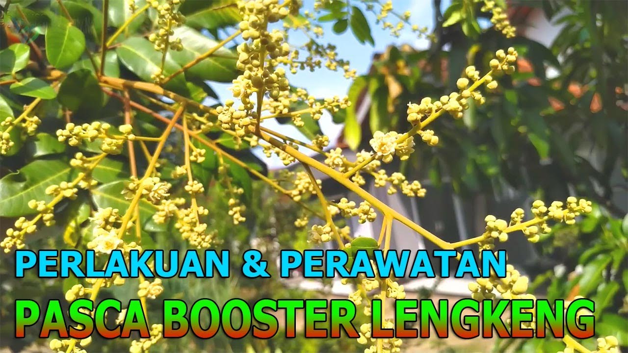 Perlakuan & Perawatan Kelengkeng Setelah Booster (Semprot, Pupuk Dll)