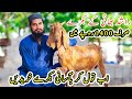 Gulabi Goats Farm Exclusive Offer for Qurbani Lovers | Cattle Market Karachi | Bakra Eid 2024