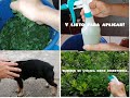 Madero Negro (insecticida)- Contra Pulgas, Sarna, ácaros, piojos, garrapatas entre otros