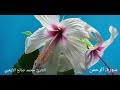 سورة الرحمن كاملة محمد صالح الأزهري 